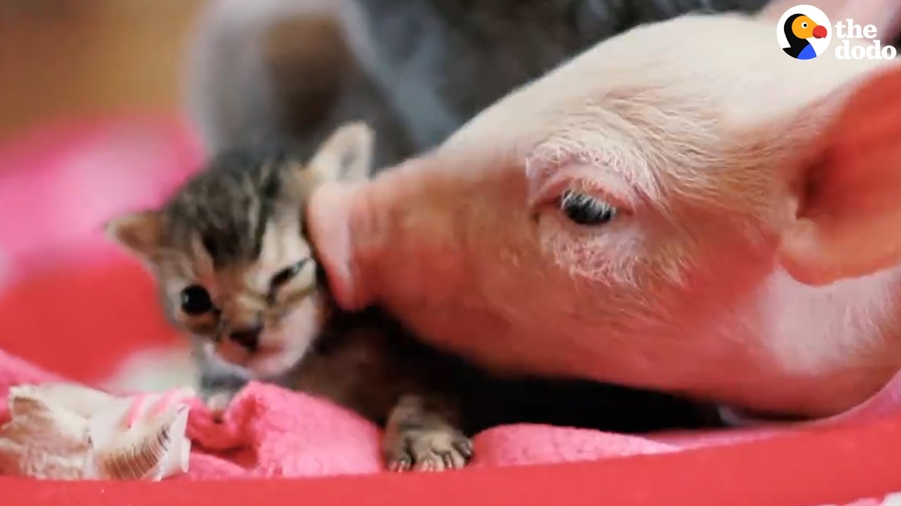 Rescue Pig And Kitten Do Everything Together