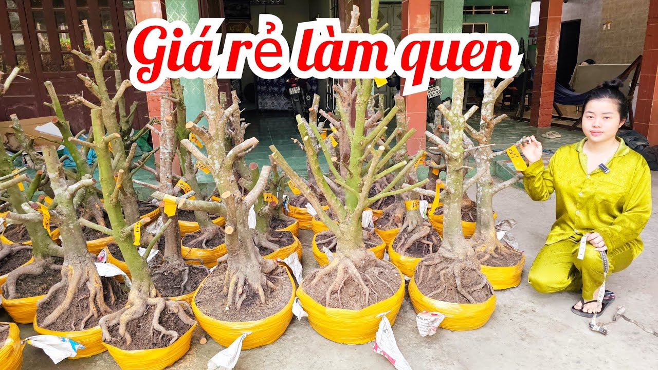 Em Như 📲 0386768133 mai vàng vườn hoành to giá rẻ 22/1 Chợ Gạo (@MaivàngQuêdừa)