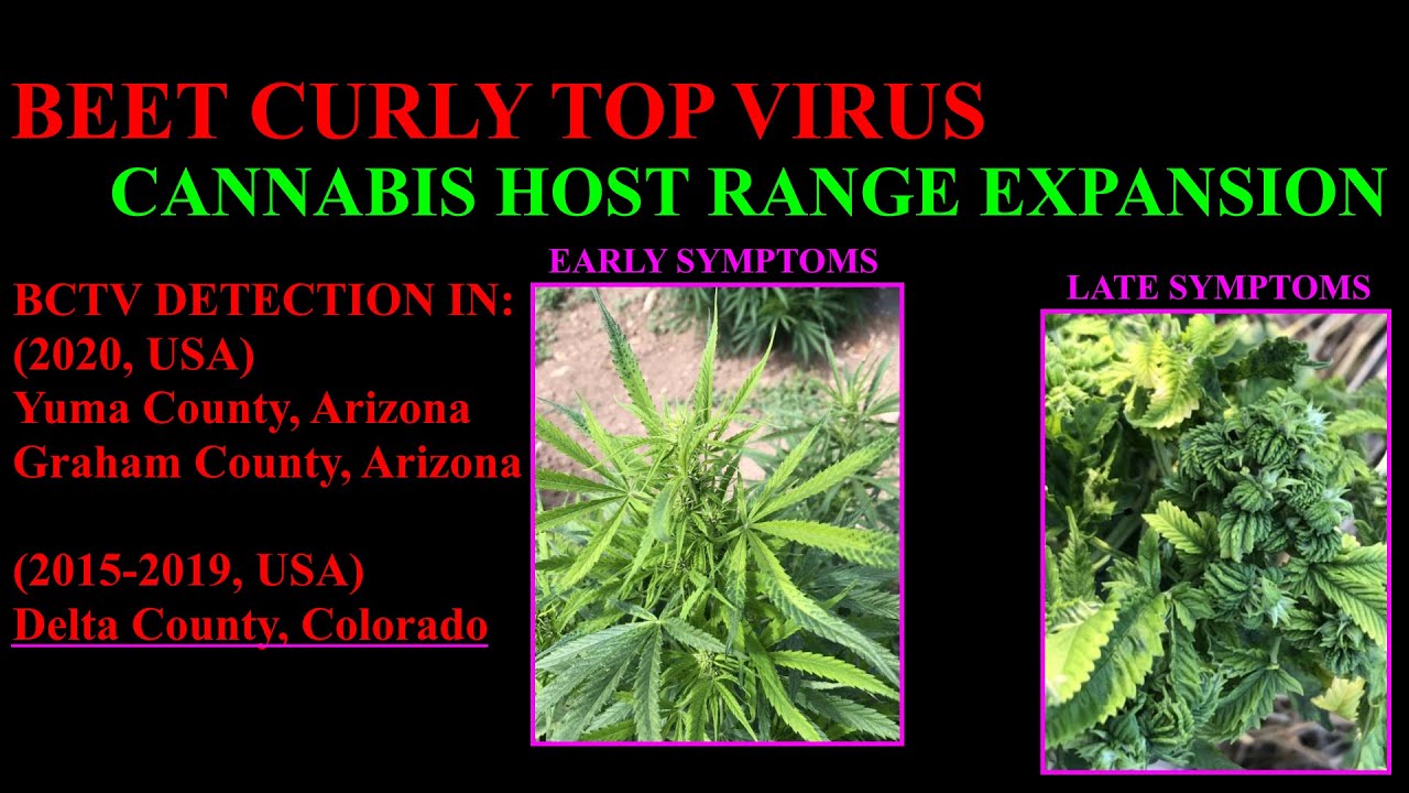 Beet Curly Top Virus in Hemp