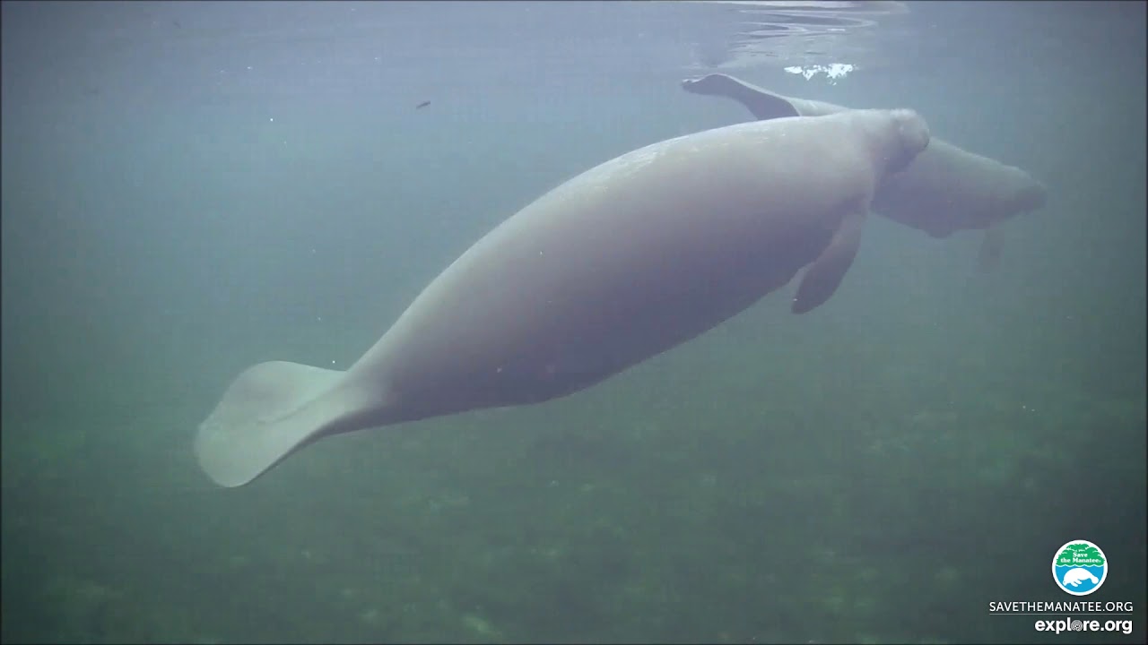 Blue Spring Manatee Webcam Highlights - Under Water (3)