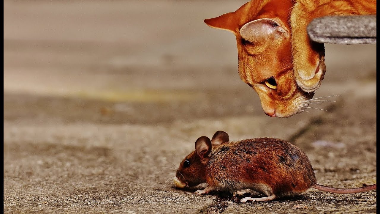 ¡El ratón y el gato!. Ajedrez divertido