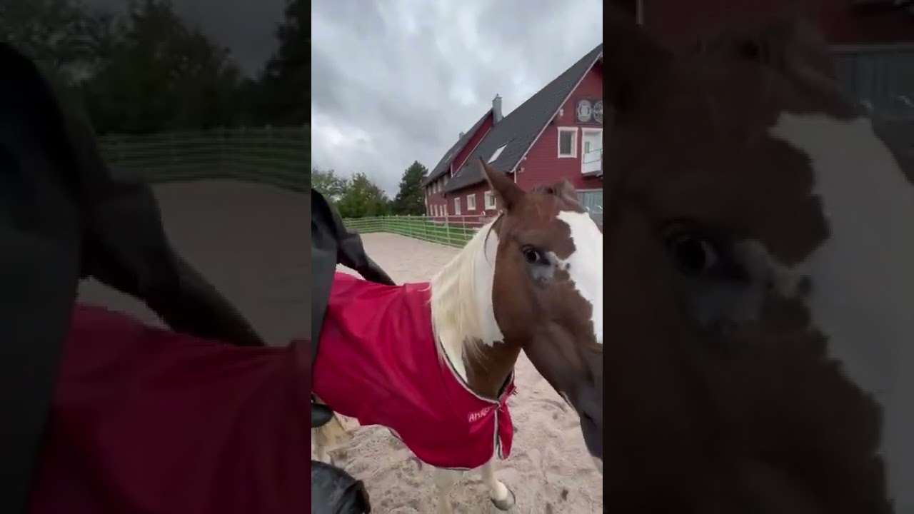 Hip waders can help a horse to overcome fears