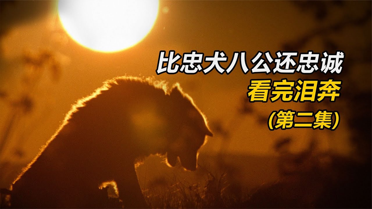 超越《忠犬八公》的感人神作，千萬別看，或許你看完會淚目！ #电影 #电影解说 #影视 #影视解说 #剧情