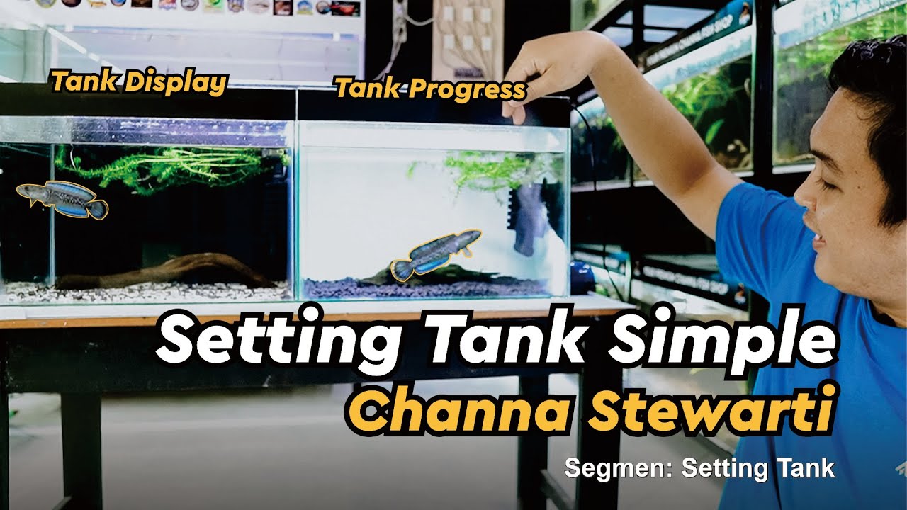 Setting Tank Display dan Progress untuk Channa Stewarti ala Ginan Aquatic