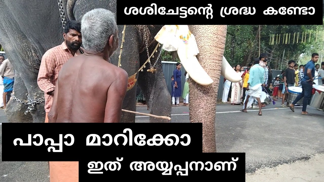 MANGALAMKUNNU AYYAPPAN l മാറിക്കോ പാപ്പാ ഇത് അയ്യപ്പനാണ്