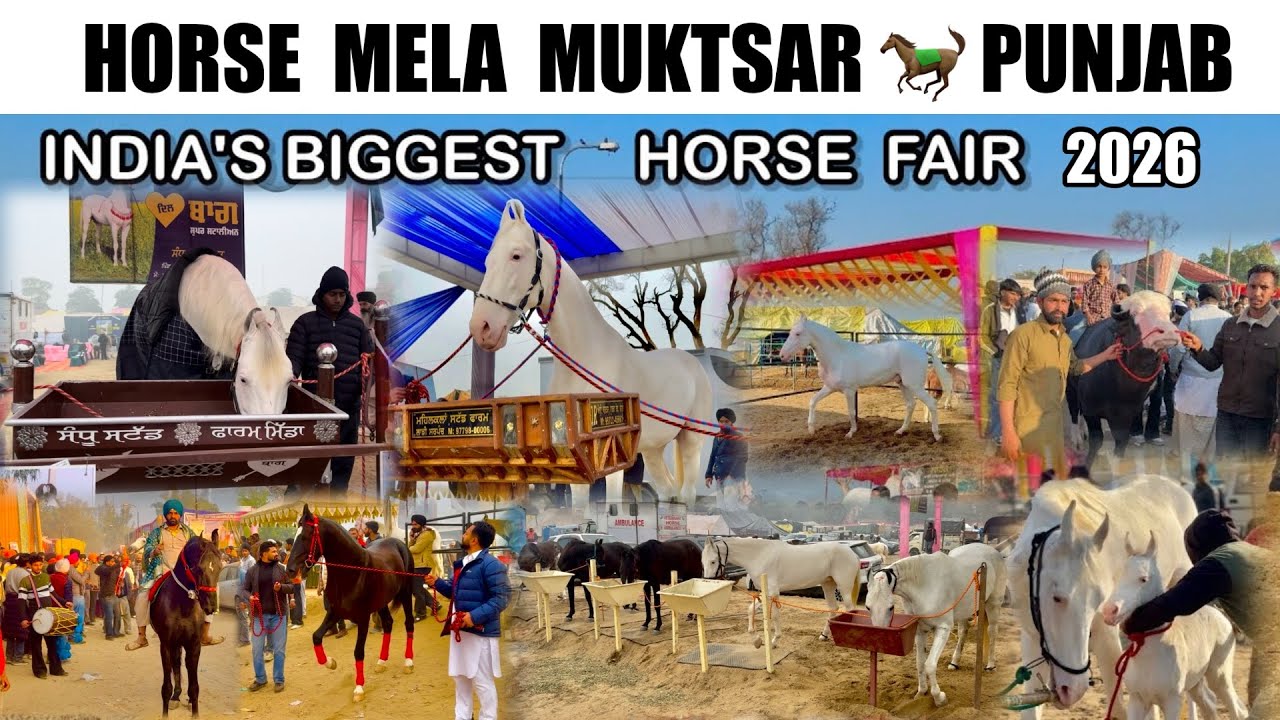 FAMOUS HORSE MELA IN PUNJAB 🐎 || MUKTSAR MELA OFFICIAL VIDEO ❤️ || BIRDS & PETS MELA || #punjab 