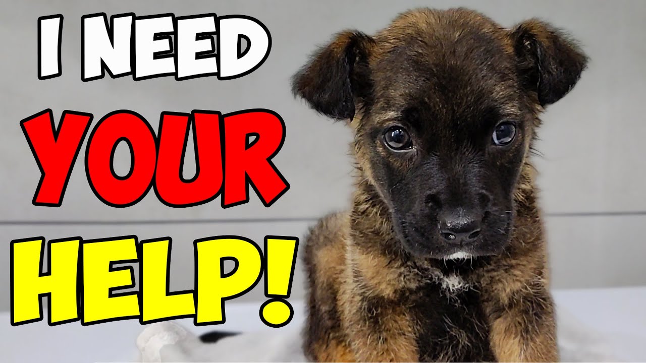 Rescue of a Lost Stray Puppy with No Family or Home: Watch Until The End