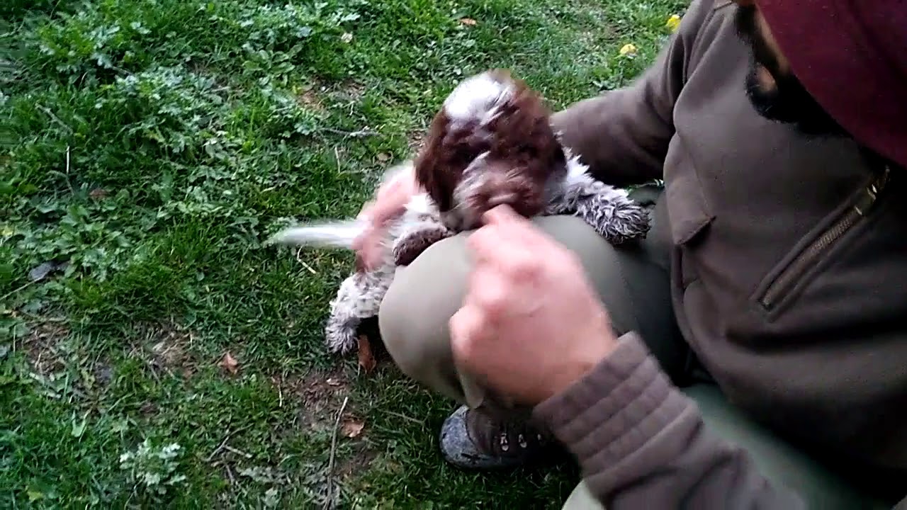 Lagotto Romagnolo cuccioli - 60 giorni