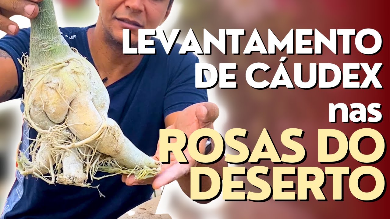 DICAS DE OURO para LEVANTAMENTO DE CÁUDEX nas Rosas do Deserto!