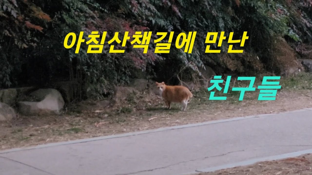 아침산책길에 만난 친구들 