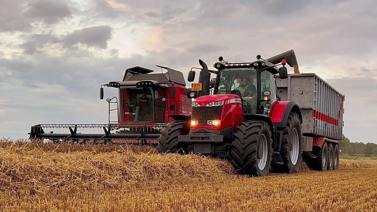 Graan dorsen | Massey Ferguson 7370 | Wheat harvest | Van Helmond | 2023