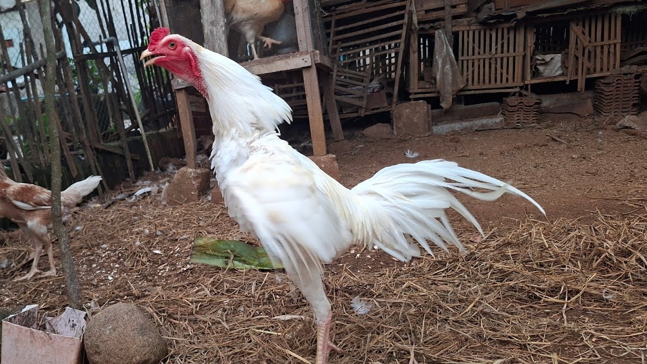 Suara ayam kampung berkokok di pagi hari #rooster #ayam #ayamkampung 
