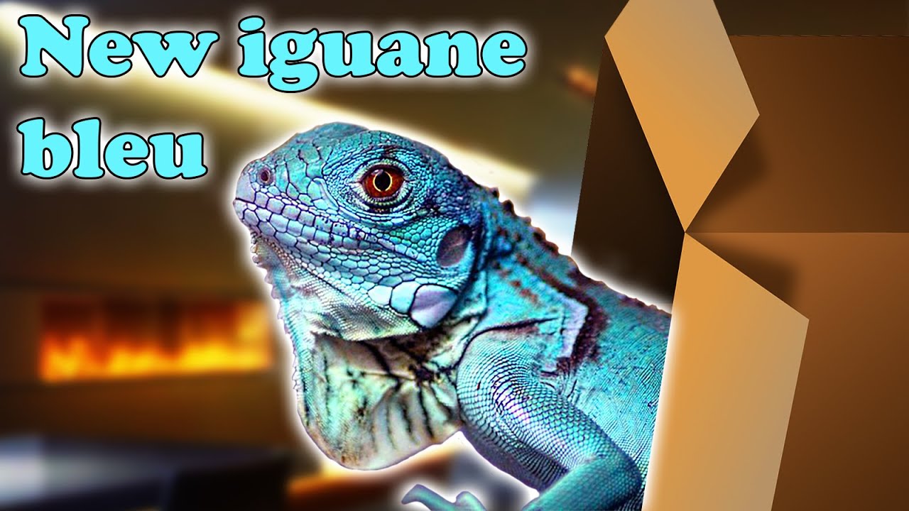UNBOXING NOUVEAU REPTILE / IGUANE BLEU