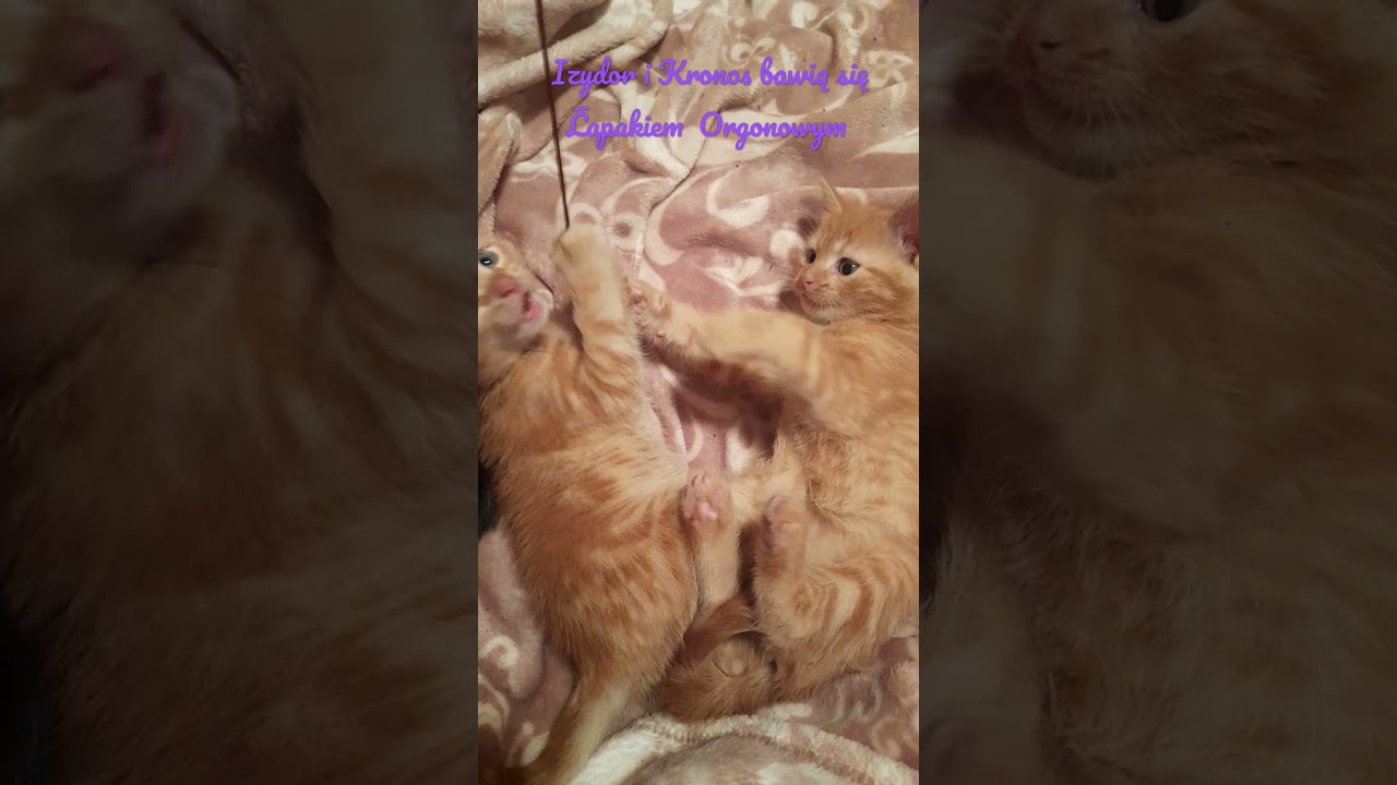 Koty : Rude Koty bawią się Łapakiem Orgonowym MARGONIT- zam&oacute;w Tel 505 317 319