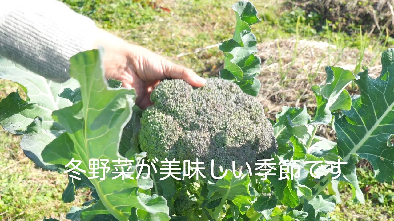 田舎暮らし vlog｜自家製野菜の豊かな朝ごはん｜真鱈の鍋とたらこ煮｜一年分の柚ポン酢作り｜自給生活｜50代田舎暮らし｜＃20