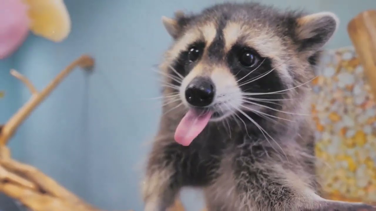 🦝 Owning a Raccoon:: A comprehensive Guide 🦝