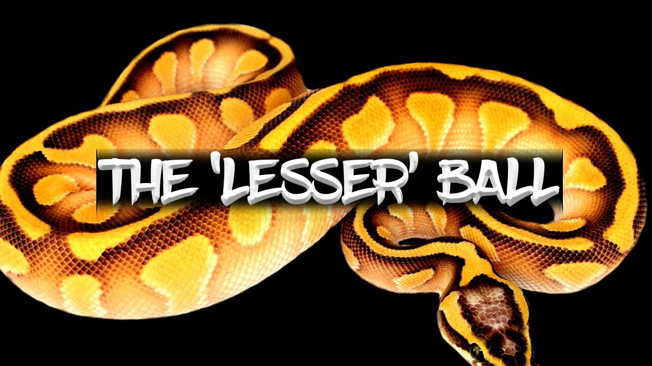 The 'Lesser' Ball Python