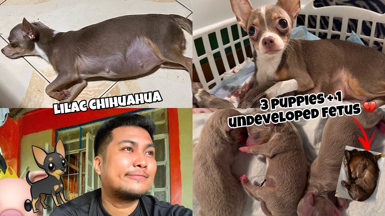 My Chihuahua gave birth through C-SECTION 😭 (it’s her first time)
