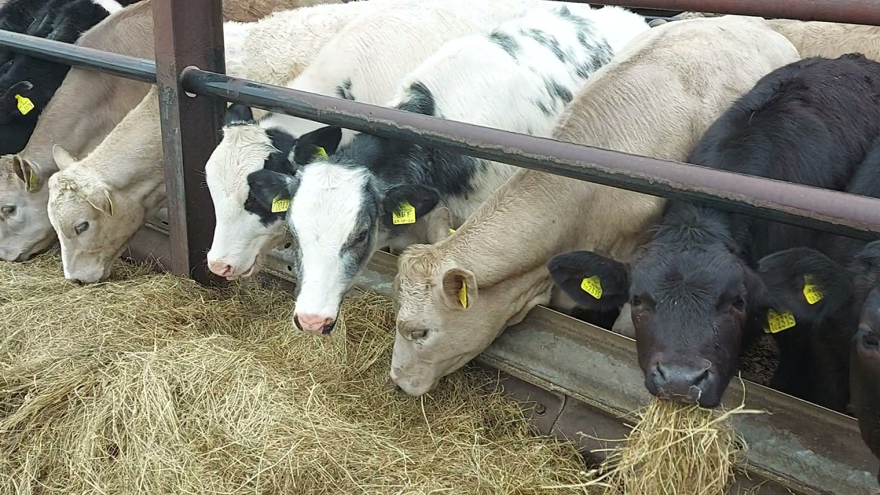 Calf Rearing.Tip and Tricks