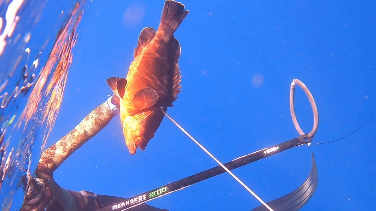 🎯🐟Pesca Submarina Mero-La Palma🇮🇨/Spearfishing Grouper.