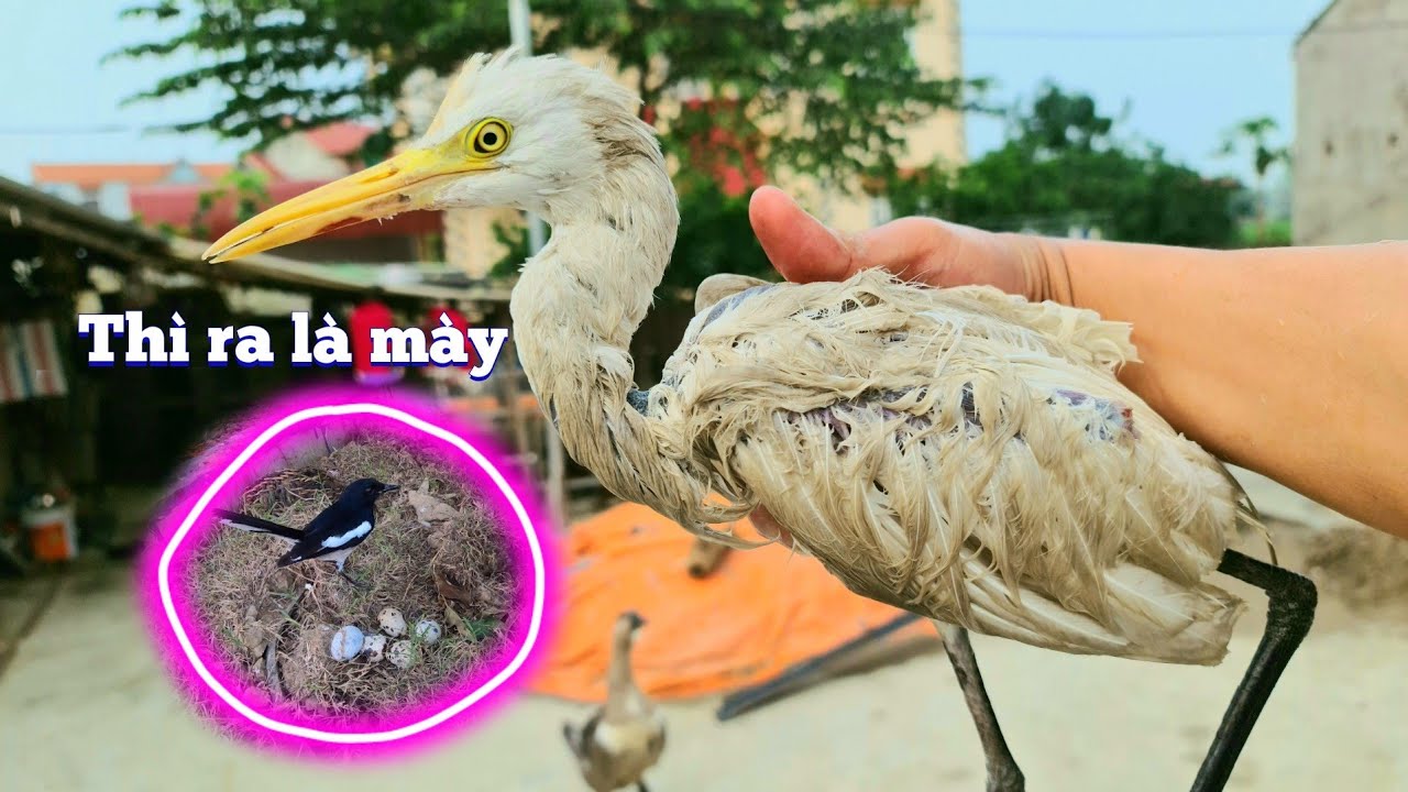 Đặt Máy Quay Trong Avi Xem Chim Gì Ăn Hết Trứng Cút - Mua Thêm Con Cò Trắng / Quế Nghịch
