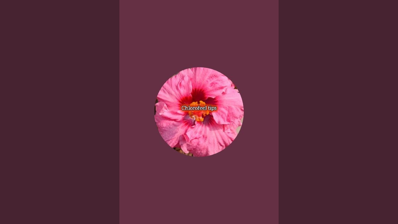 chlorofeel tips is live