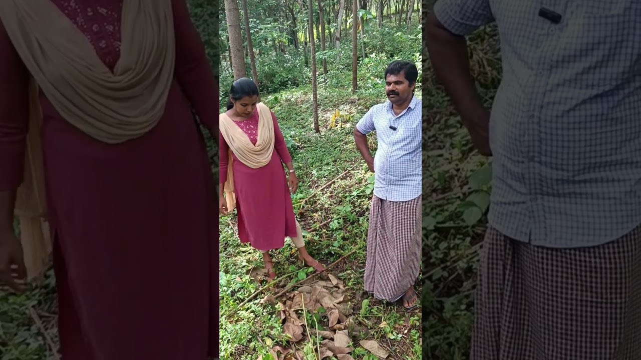 കാട്ടു കടുക്ക അഥവാ കാട്ടുവേപ്പ് കൃഷി ലാഭമോ നഷ്ട്ടമോ റബ്ബർ കൃഷിയേക്കാൾ???