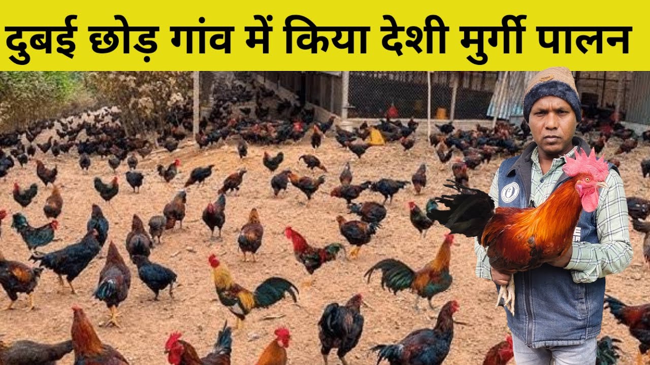 दुबई से ज्यादा कमाई घर पर देशी मुर्गी से | Sonali Murgi Palan #deshimurgipalan