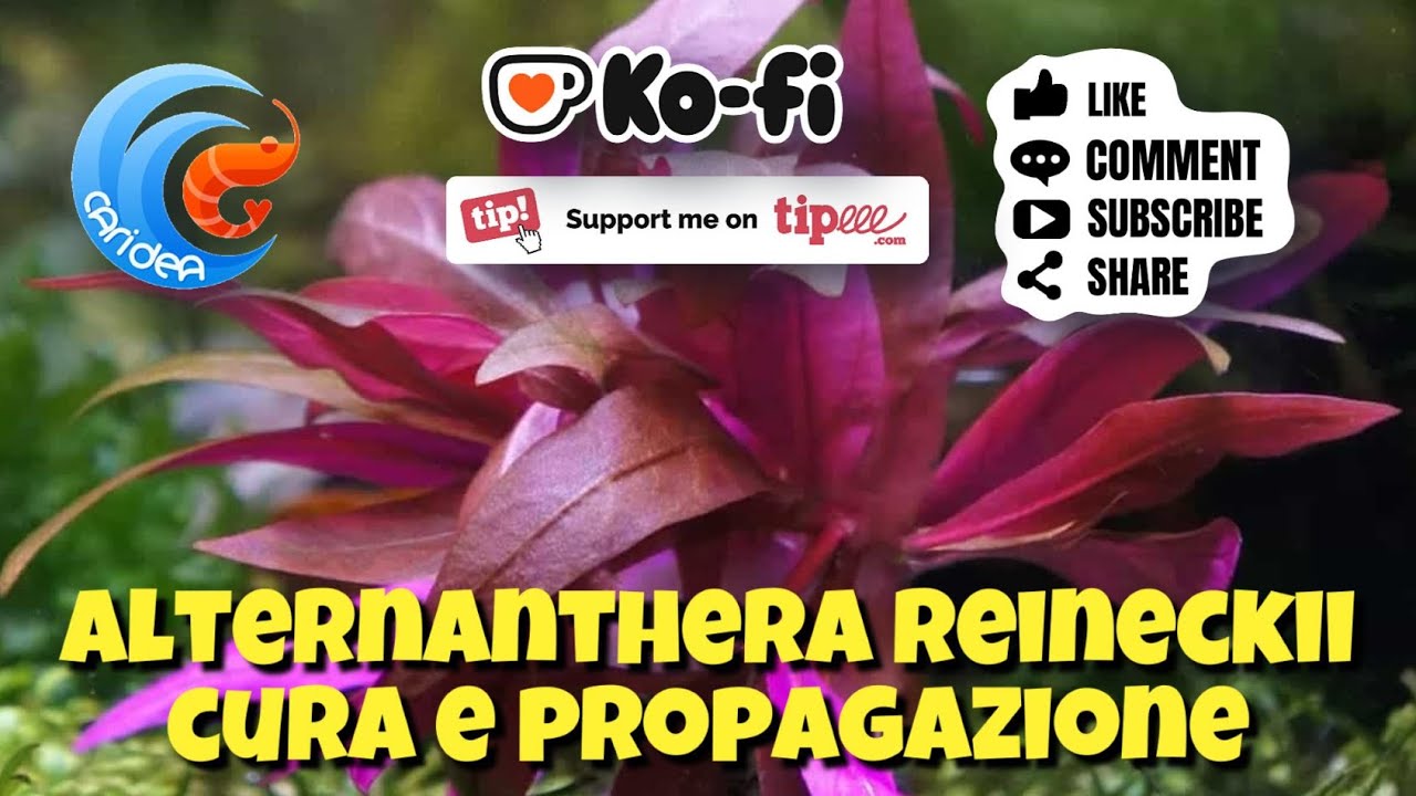 ALTERNANTHERA REINECKII: CARATTERISTICHE, CURA E PROPAGAZIONE