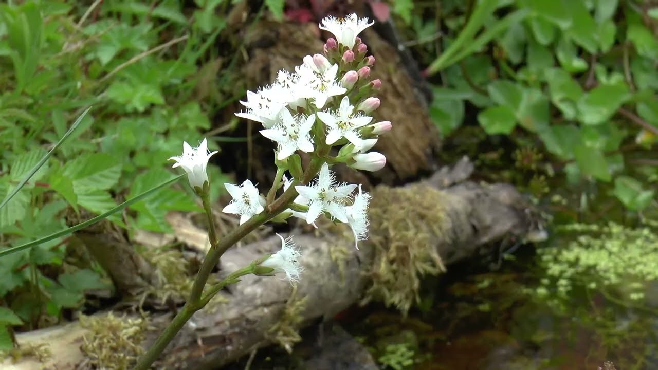 May & early June Wildlife Garden