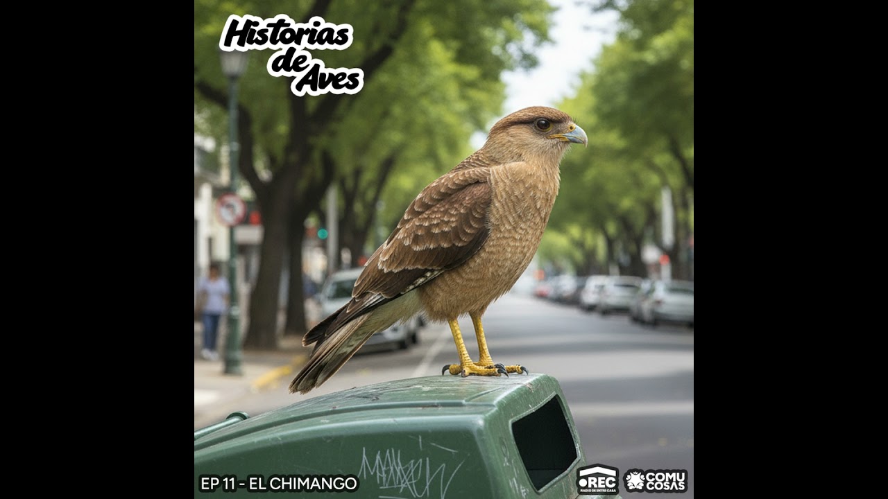 Historias de Aves #11: El Chimango