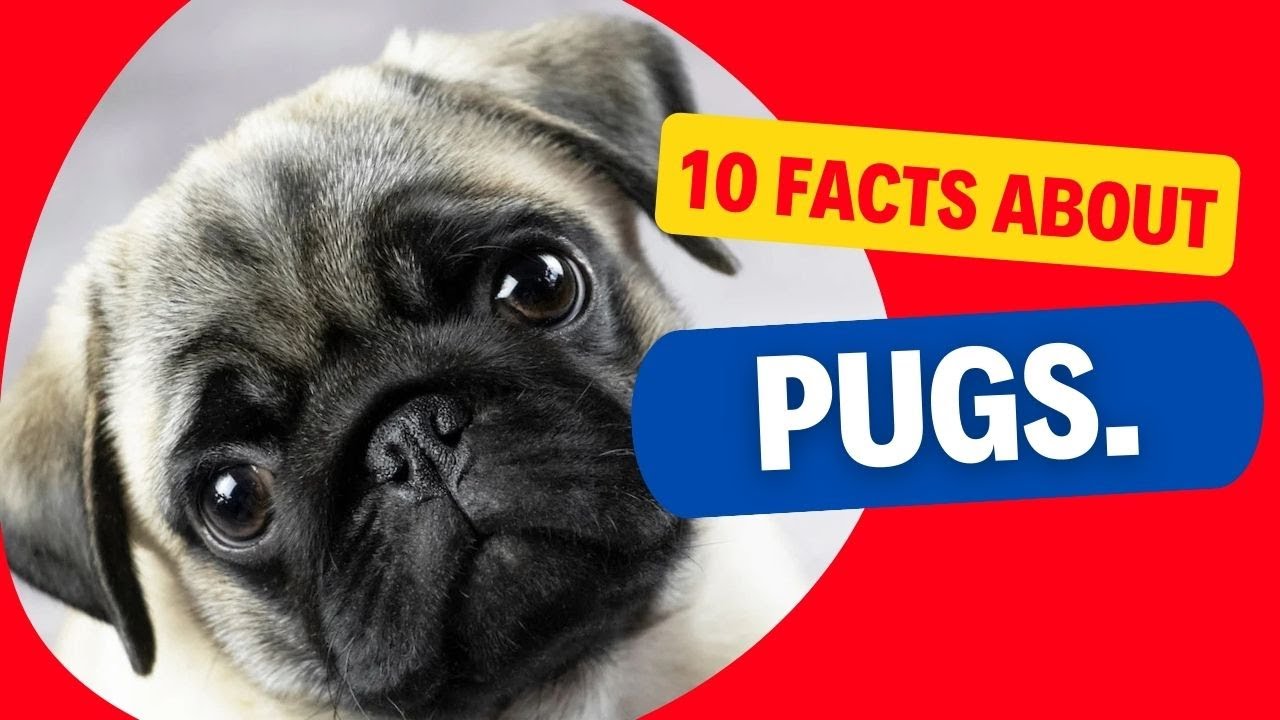 10 Interesting Facts about Pugs that you might not know.