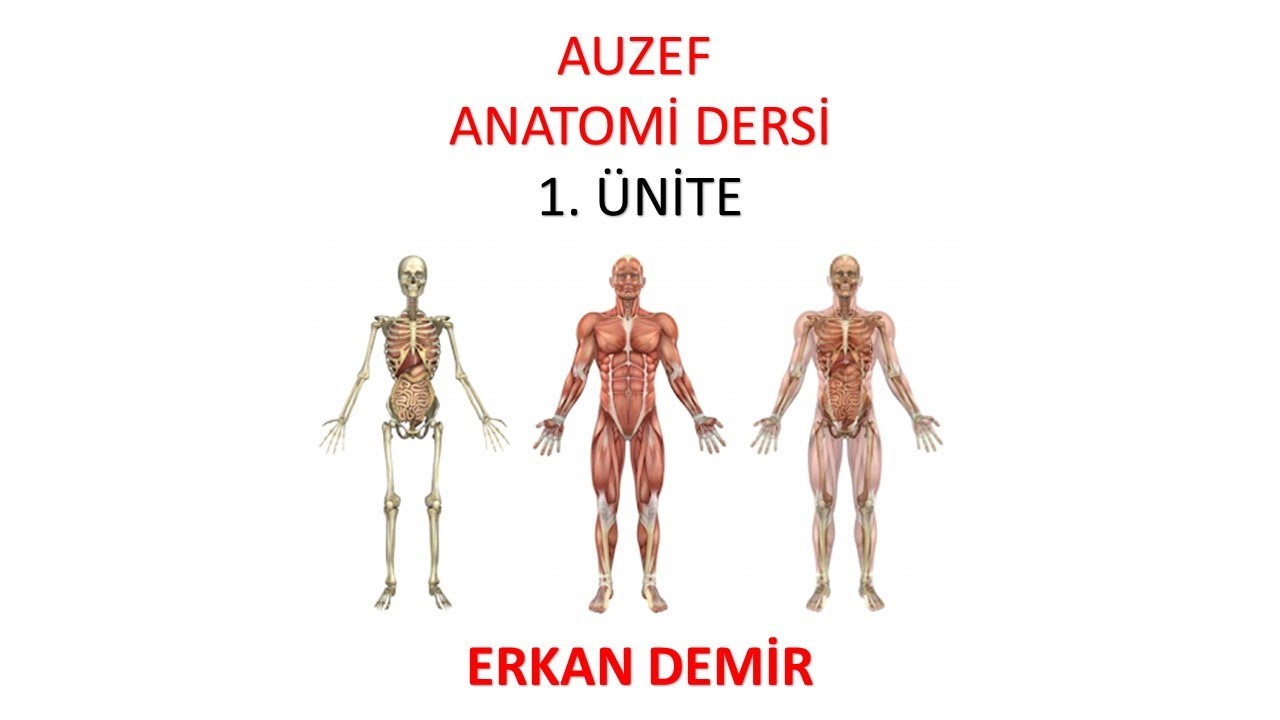 Anatomi 1. Ünite Önemli Notlar (2022)