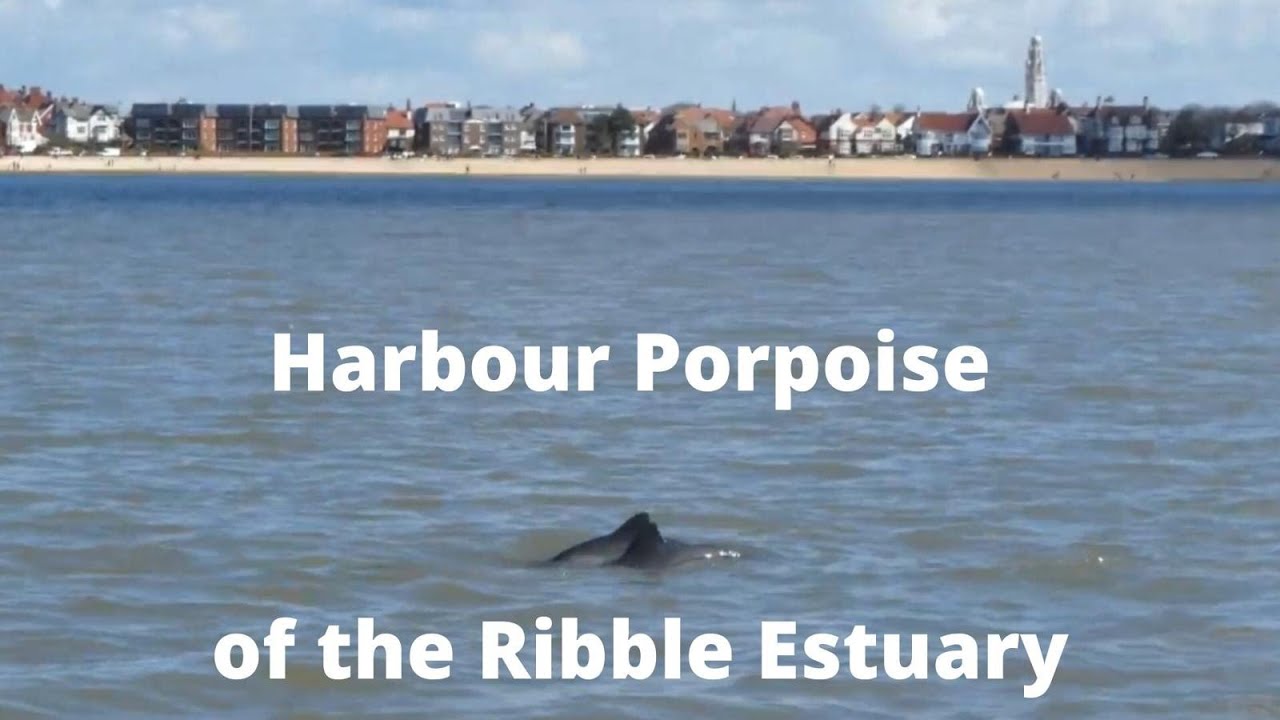 Harbour Porpoise of the Ribble Estuary