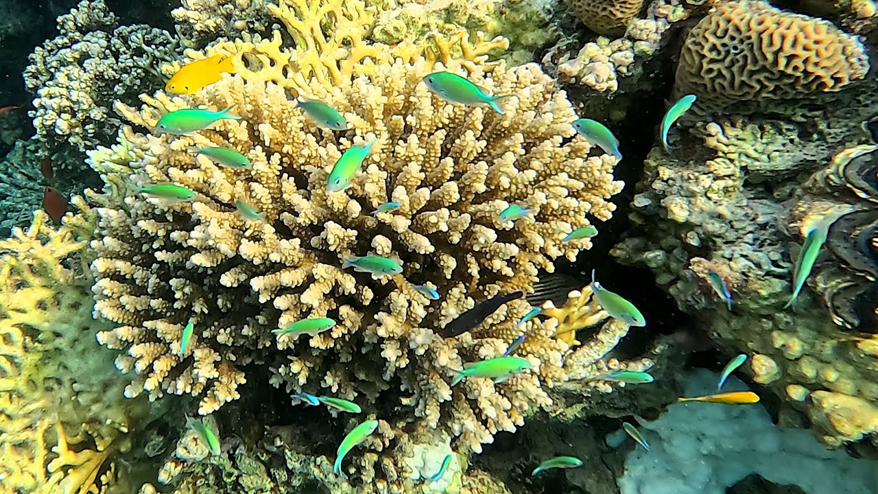 Bluegreen Chromis (Chromis viridis) and Acropora corals in 4K