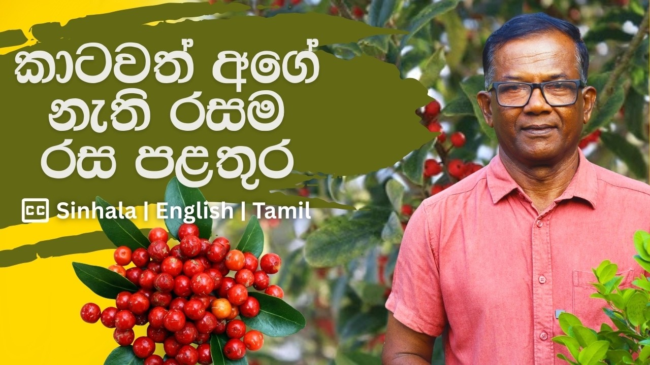 අපිට අගේ නැති අපේ පළතුරු | How to Grow Weera Plant in Your Garden | CeylonAgri | Epi.462