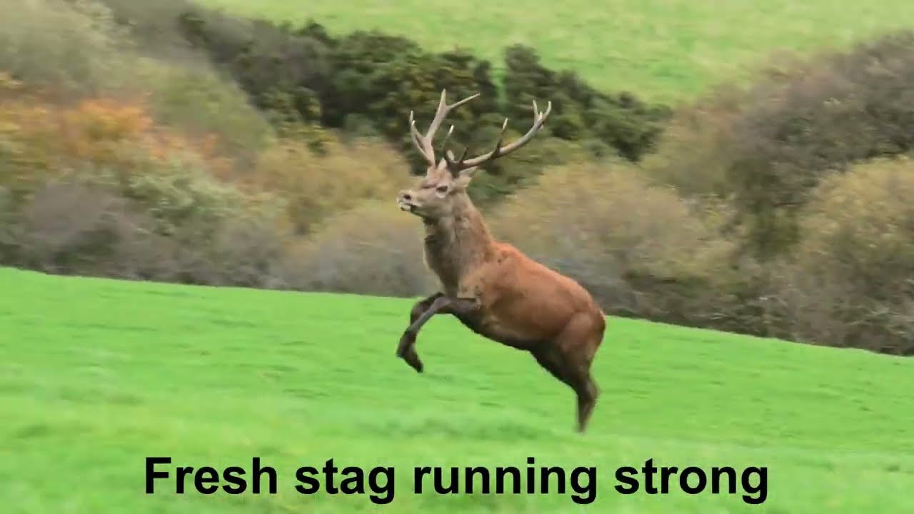 Sabs help stag escape the Devon & Somerset Staghounds 30/10/25