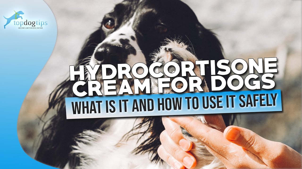 Hydrocortisone Cream for Dogs What Is It and How to Use It Safely