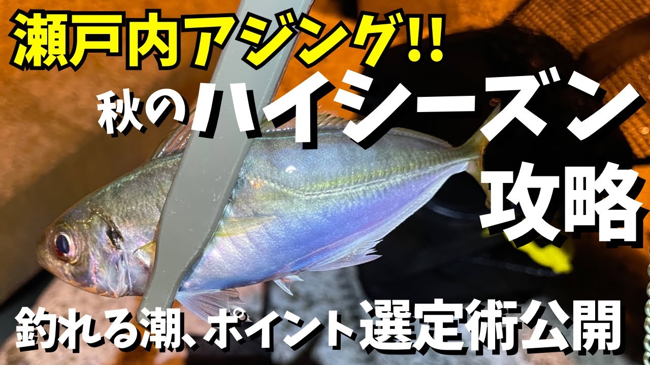 秋のハイシーズン突入アジング！！釣れるポイント選定術！！