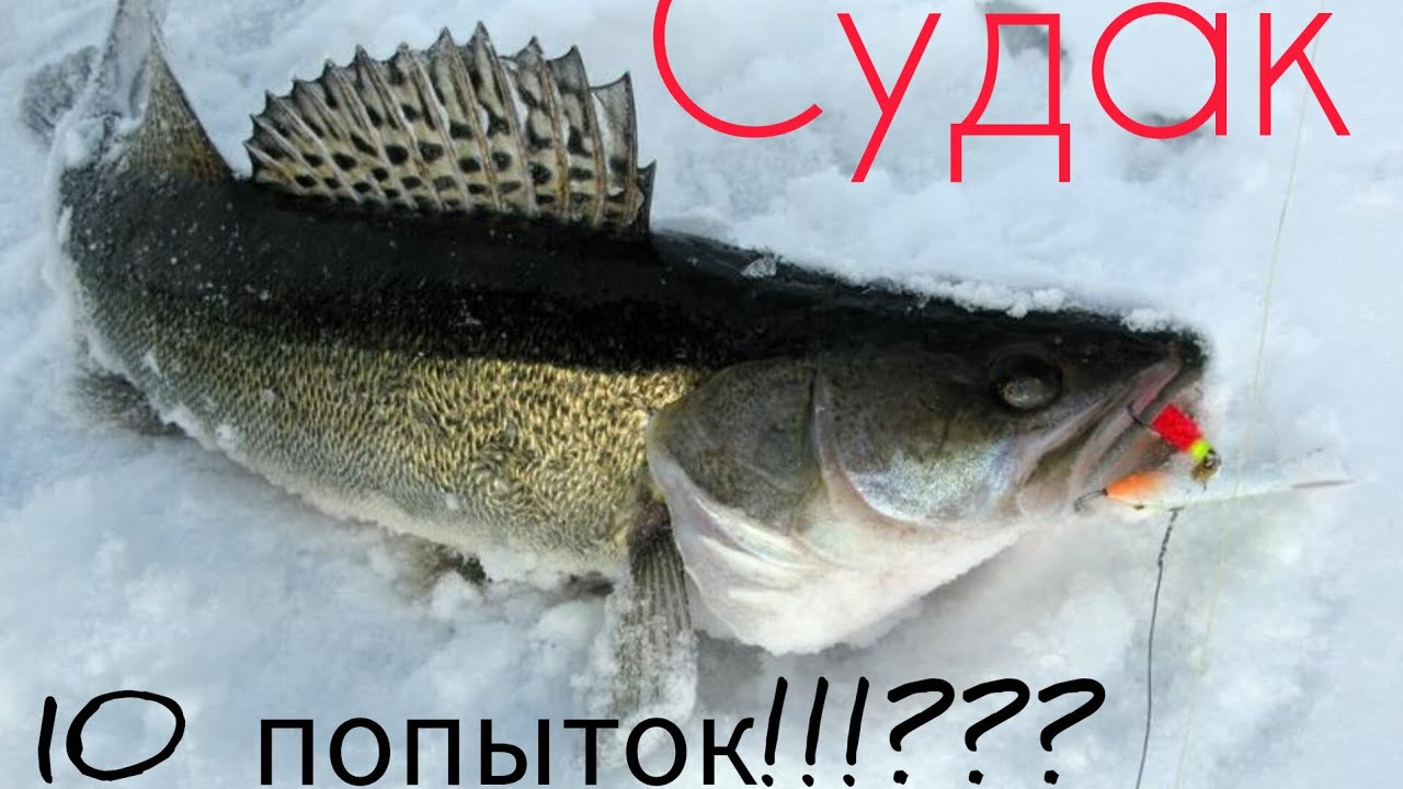 Ловля клыкастого разбойника(Судака) 2026!!!