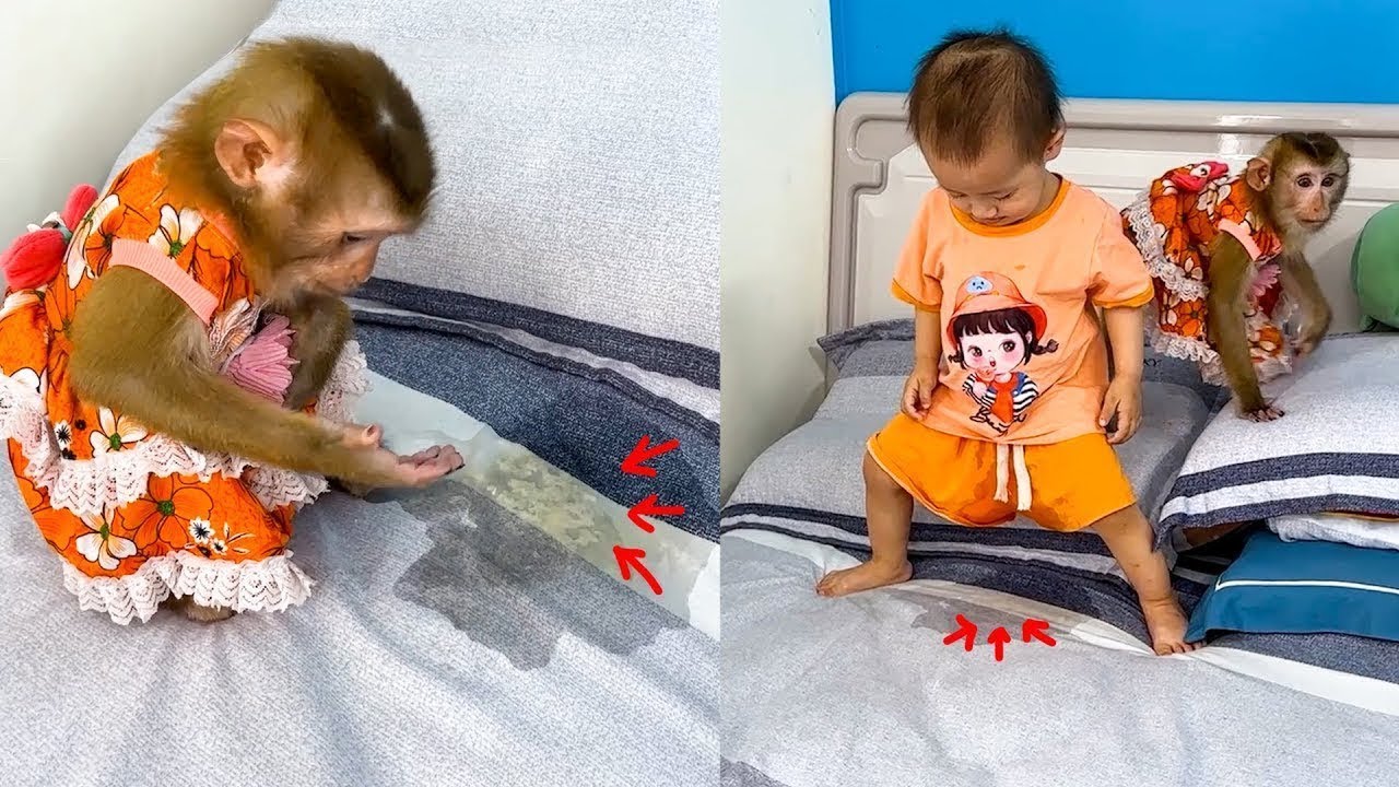 Diem peed on the bed and how Monkey Kaka handled it when he saw Diem peed on the bed