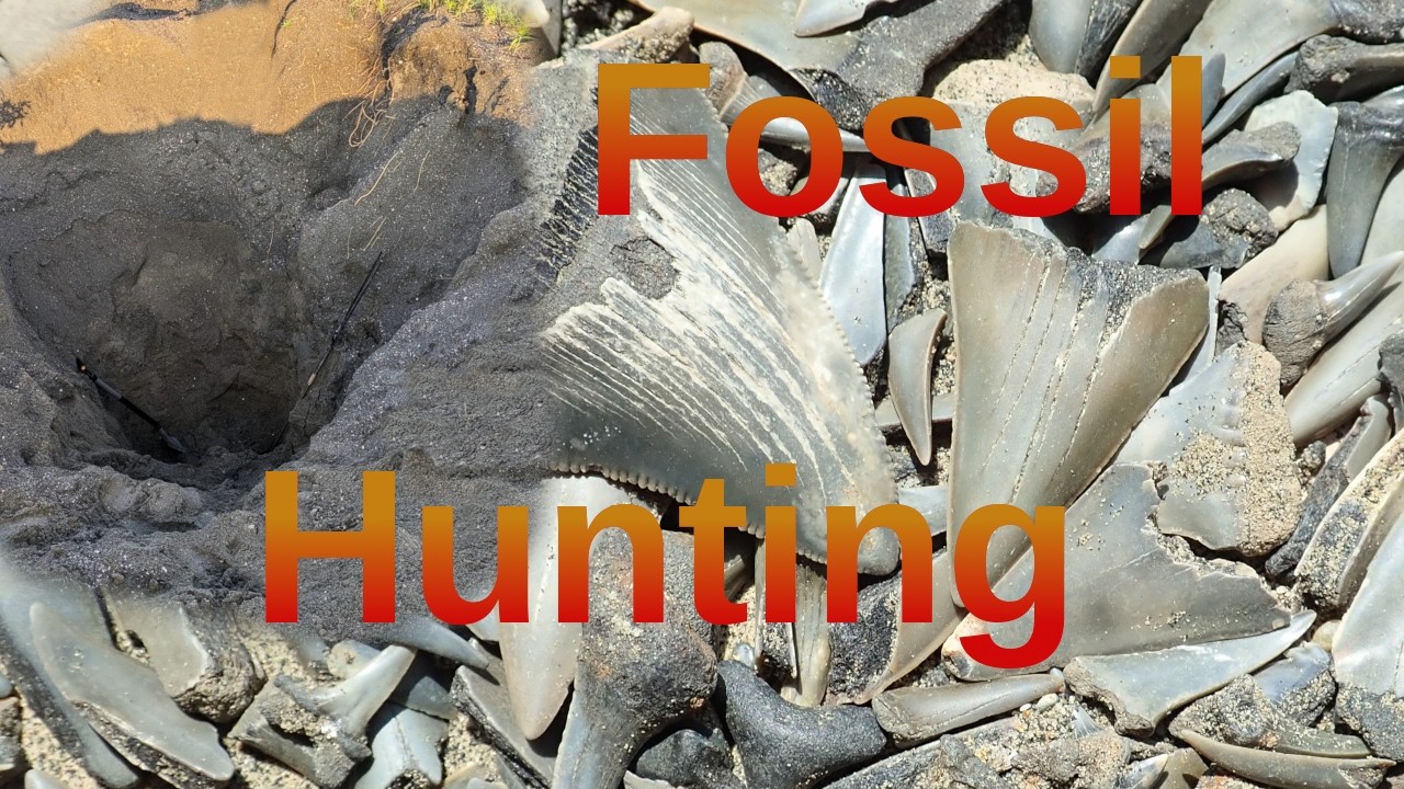 Digging Shark Teeth Fossil Hunting