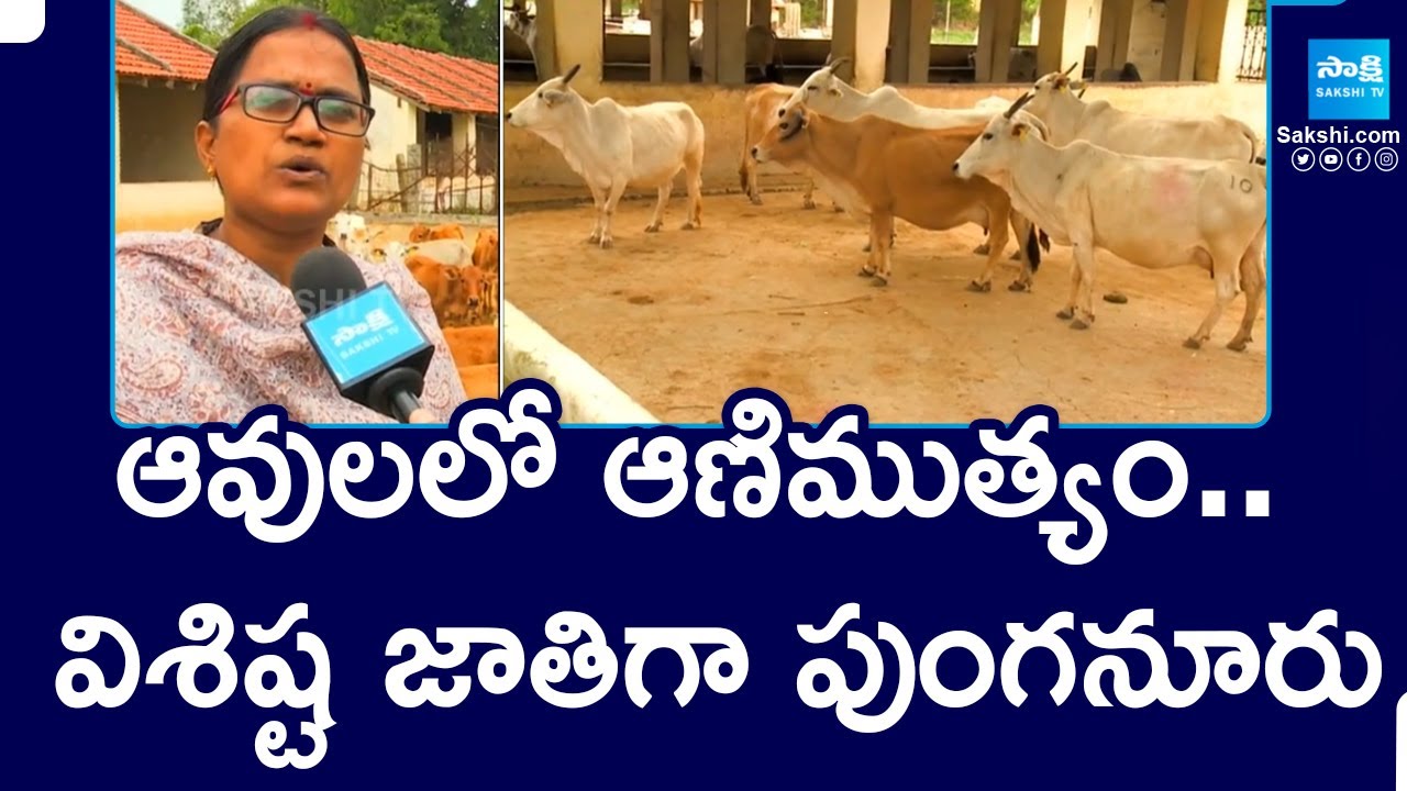 Specialities Of Punganur Cow Milk : ఆవుల లో ఆణిముత్యం .. విశిష్ట జాతిగా పుంగనూరు || @SakshiTV