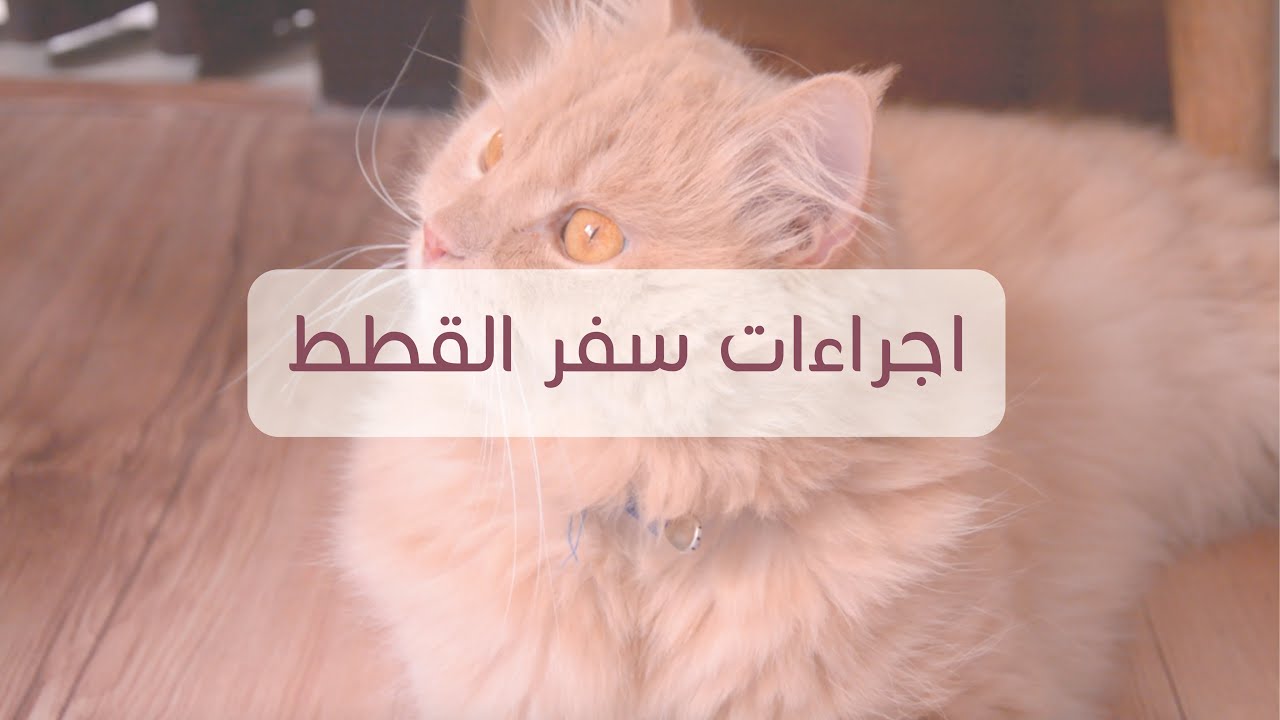 سفر القطط على الخطوط السعودية🐱✈️