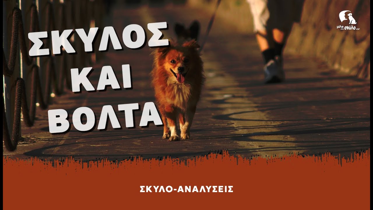 ΣΚΥΛΟ-ΑΝΑΛΥΣΕΙΣ #9 - Σκύλος και βόλτα - ΜΙΛΑ ΣΤΟ ΣΚΥΛΟ ΣΟΥ