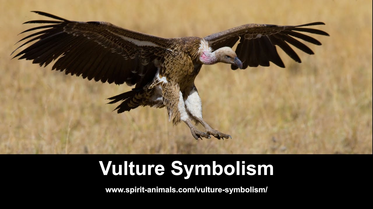 Vulture Symbolism