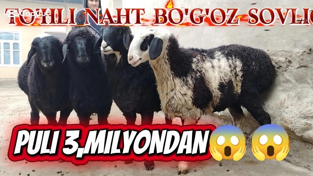 NAHT BO'G'OZ SOVLIQ TO'HLI QO'ZI SOVLIQ HUSORI KASHTANG QO'ZI SOVLIQLAR 