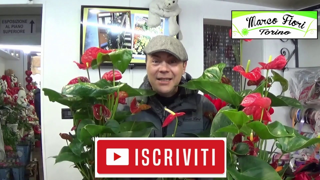 ANTHURIUM , COME E PERCHE'