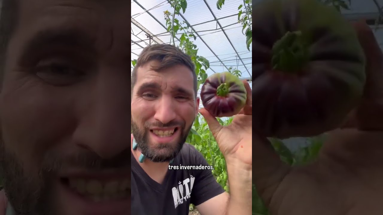 No has probado un los tomate Azules Por su textura carnosa su piel casi inexistente y sabor Tomate🍅