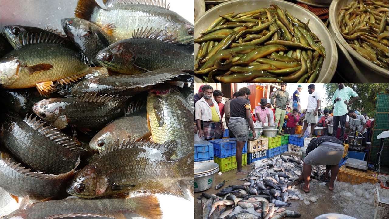 Anaikarai most beautiful fish market! Amazing Biggest Fish Markets | flowing video